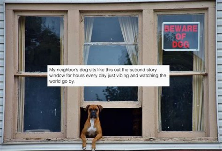 30 Subtle Signs Something's Wrong with Your Dog — Best Life