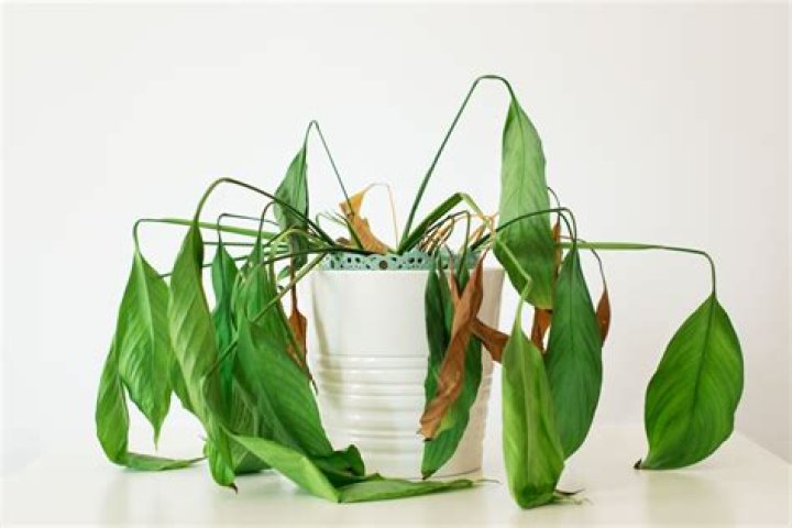 7 Tips for Preventing Your Indoor Plants From Wilting in the Heat