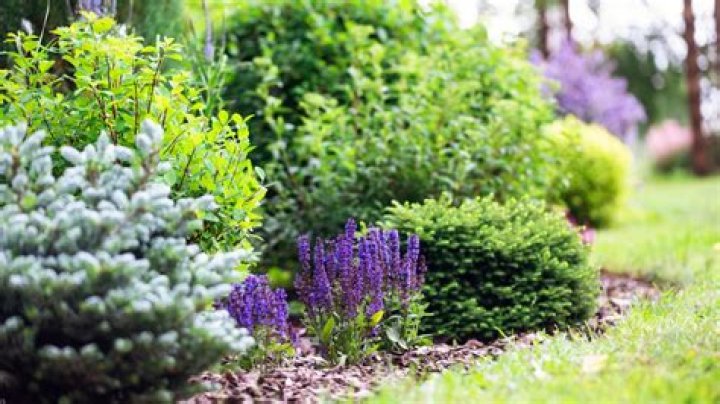 Gardening Influencer Reveals the #1 Plant to Give Your Yard Beautiful Color