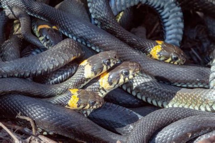 If You Live Here, Prepare for a Massive Influx of Snakes, Authorities Warn
