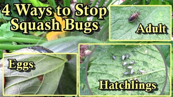 If You See This Bug, Squash It Immediately, Officials Warn