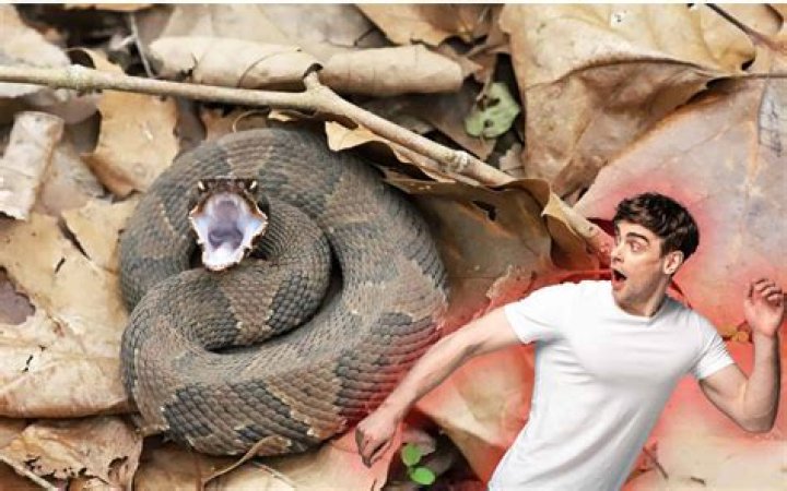 The No. 1 Sign There's a Snake in Your Car